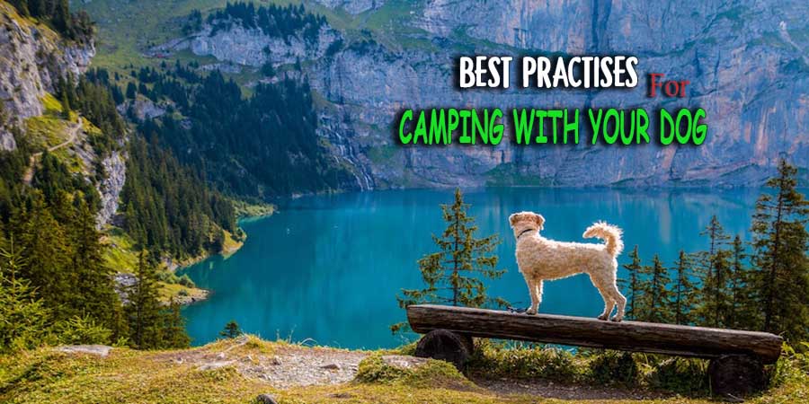 Camping-with-your-dog
